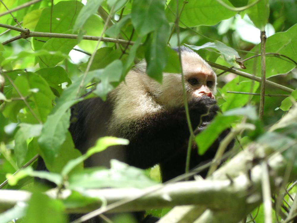 image COSTARICA_193.jpg