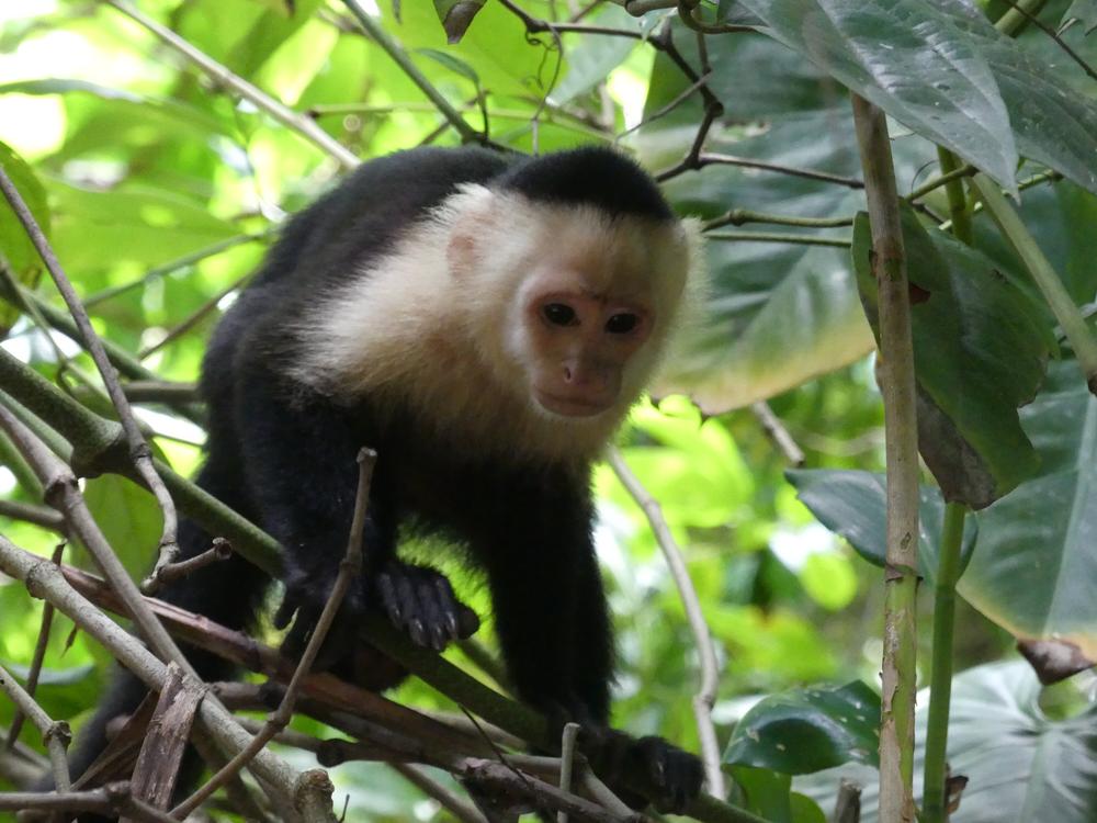 image COSTARICA_195.jpg