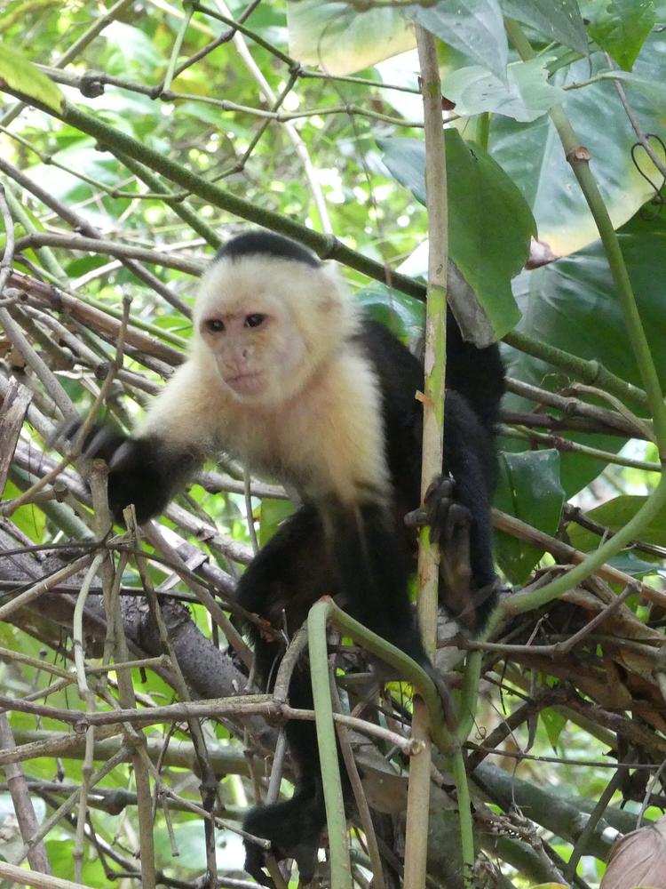 image COSTARICA_196.jpg