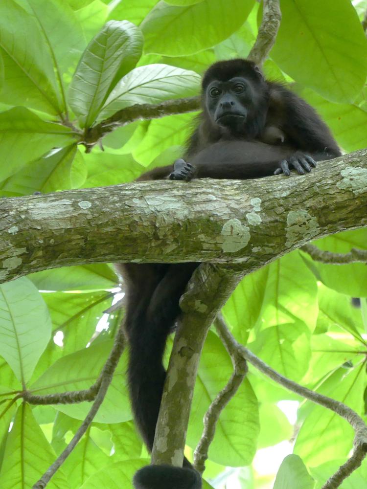 image COSTARICA_197.jpg