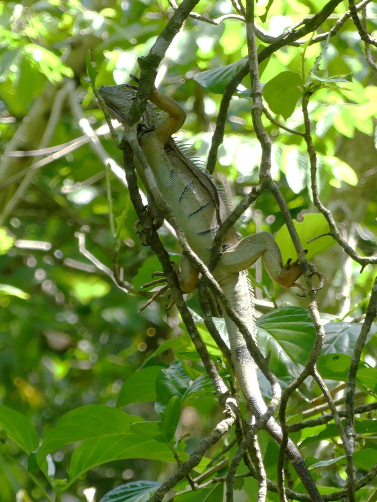 image COSTARICA_200.jpg