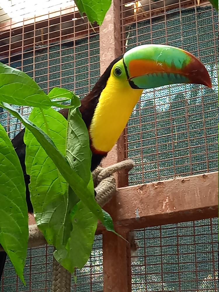 image COSTARICA_203.jpg