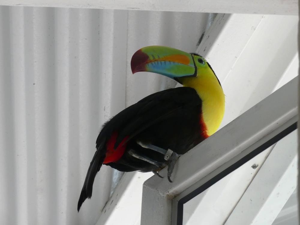 image COSTARICA_204.jpg