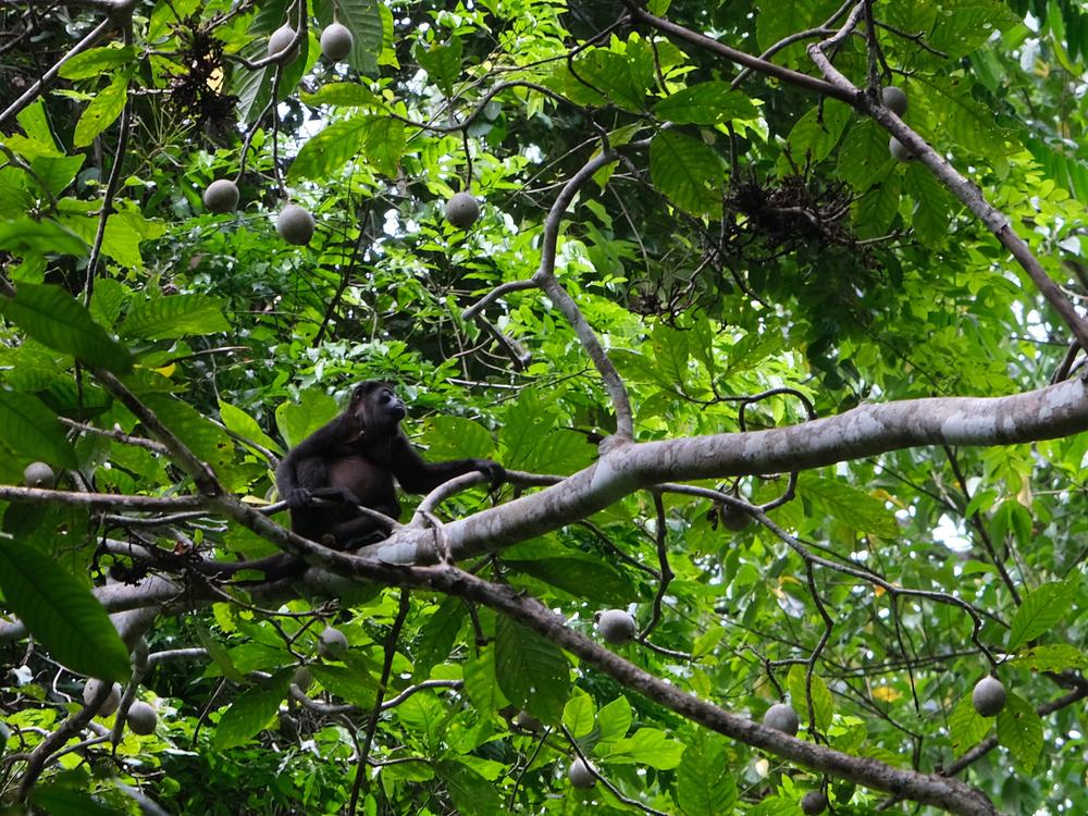 image COSTARICA_220.jpg