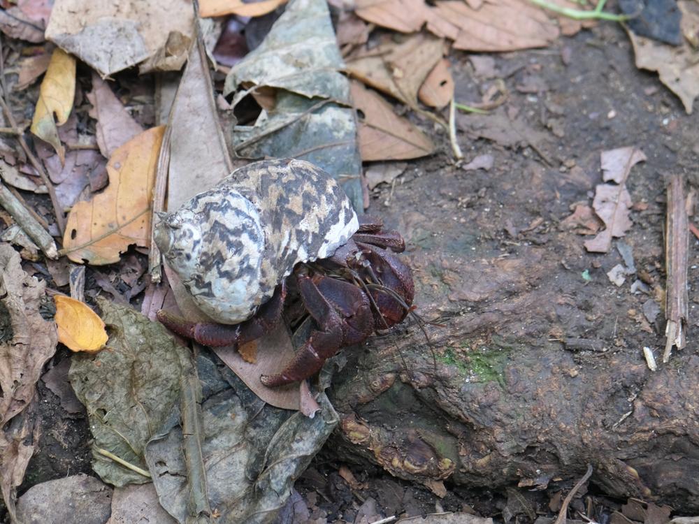 image COSTARICA_222.jpg
