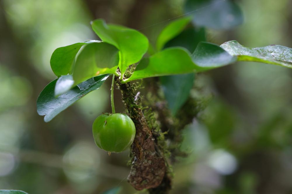 image COSTARICA_230.jpg