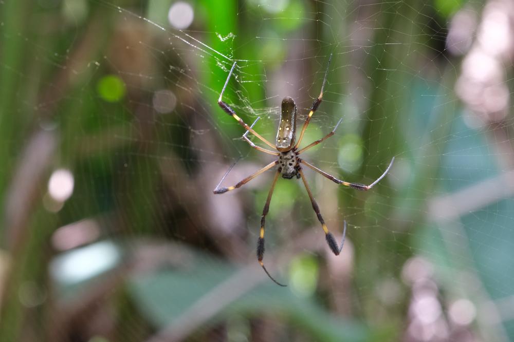 image COSTARICA_232.jpg