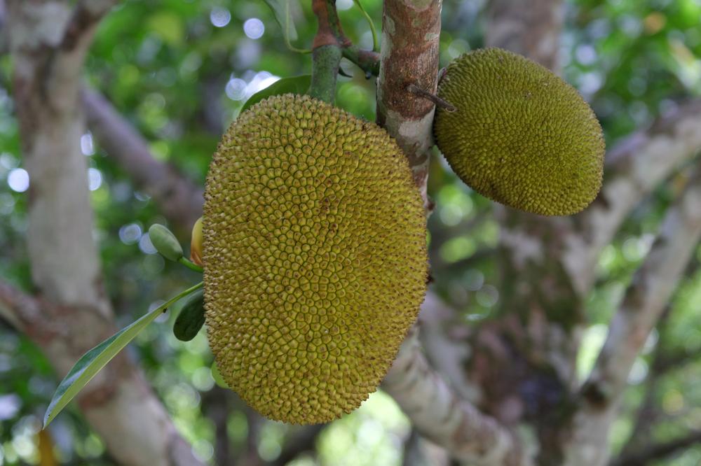 image COSTARICA_234.jpg