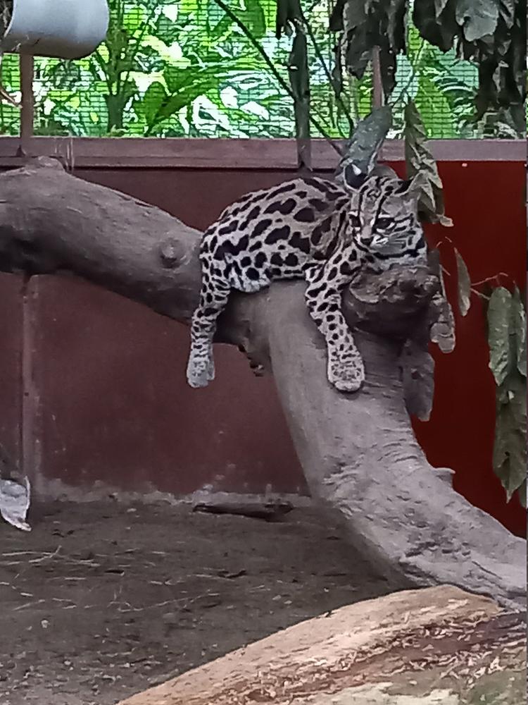 image COSTARICA_238.jpg