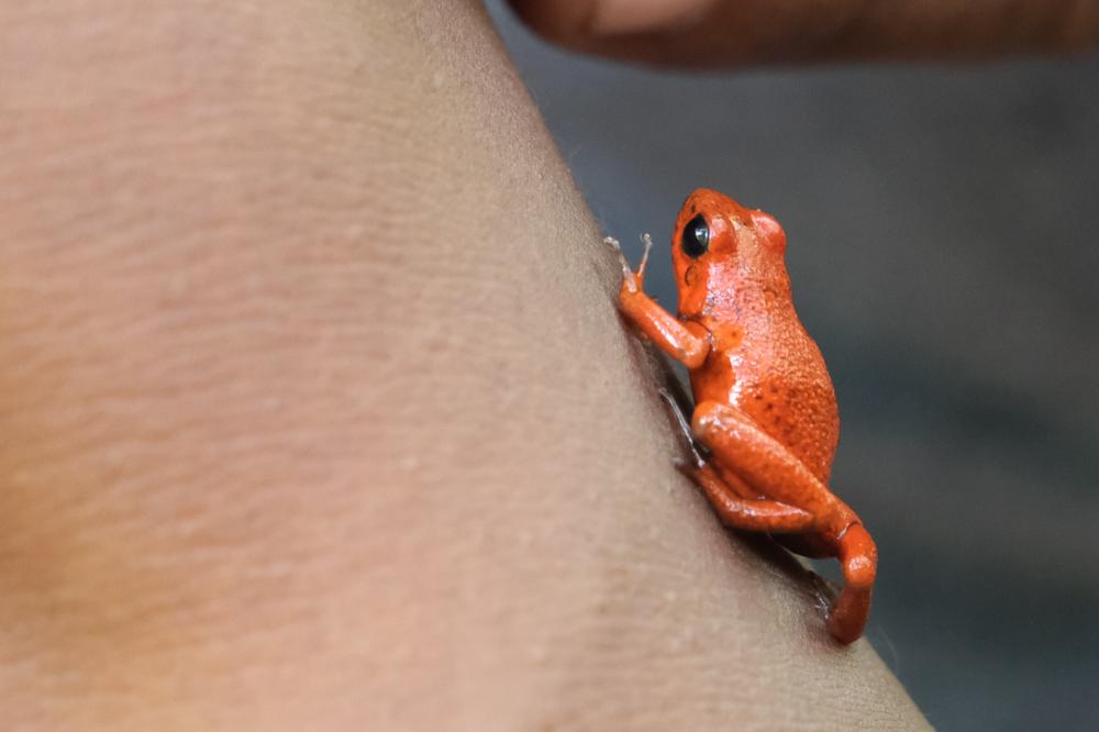 image COSTARICA_244.jpg