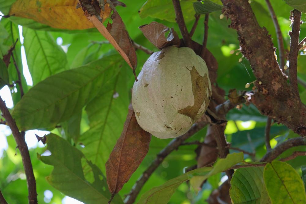 image COSTARICA_246.jpg
