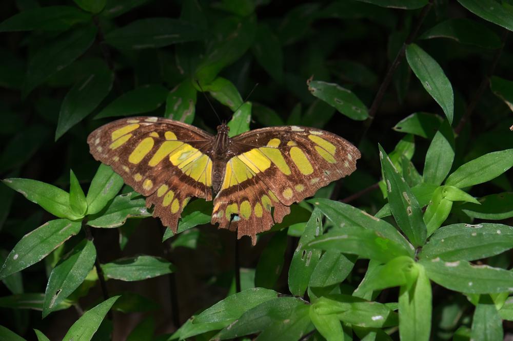 image COSTARICA_251.jpg