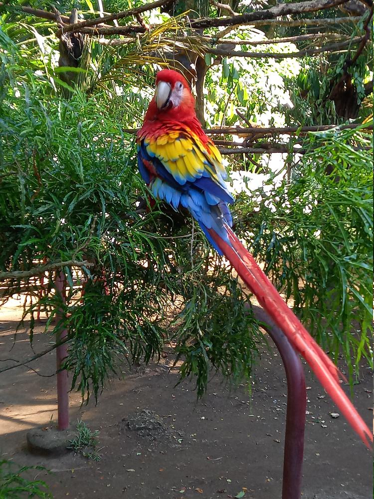 image COSTARICA_256.jpg