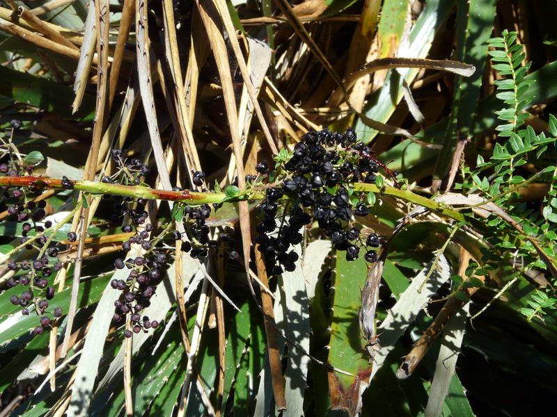 image Equateur_032.jpg