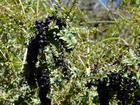 image Equateur_041.jpg