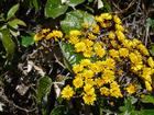 image Equateur_043.jpg