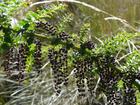 image Equateur_044.jpg