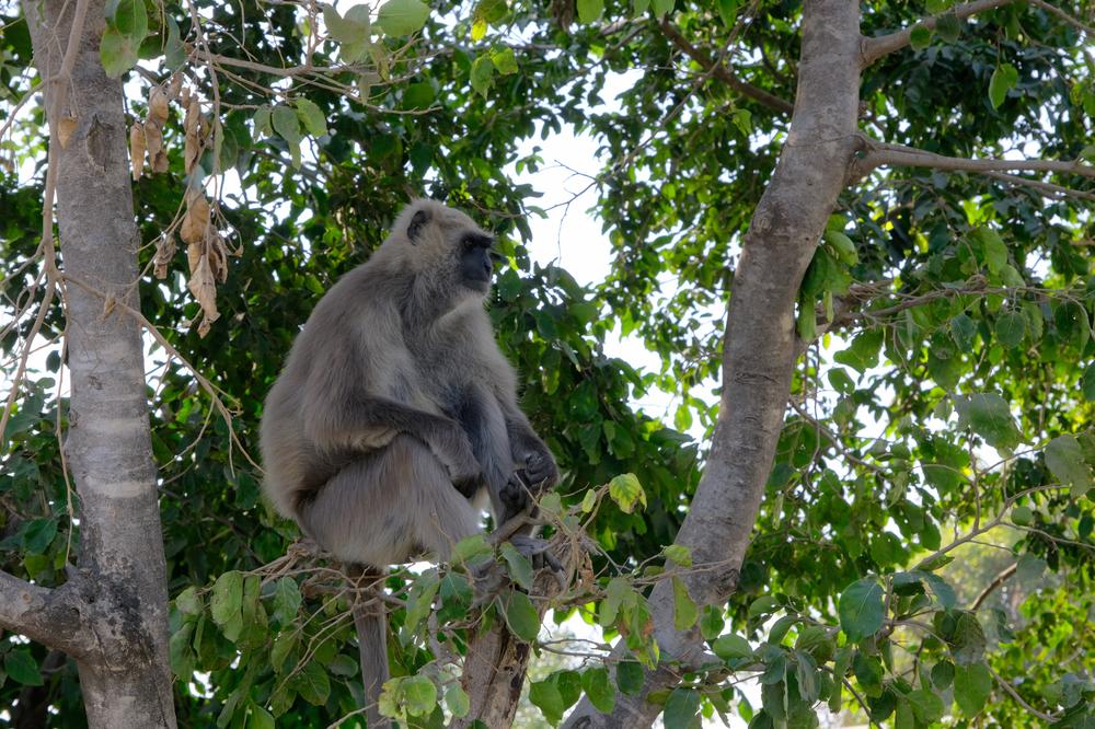 image INDE2_044.jpg