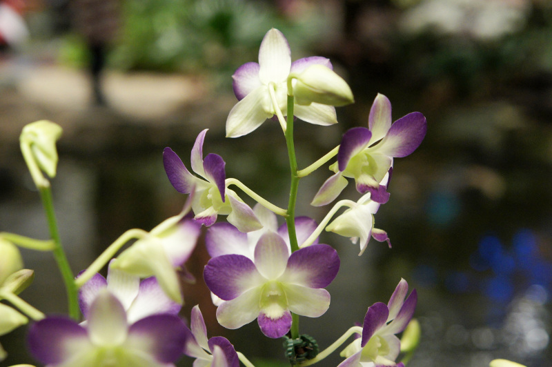 image Indonesie_014.jpg