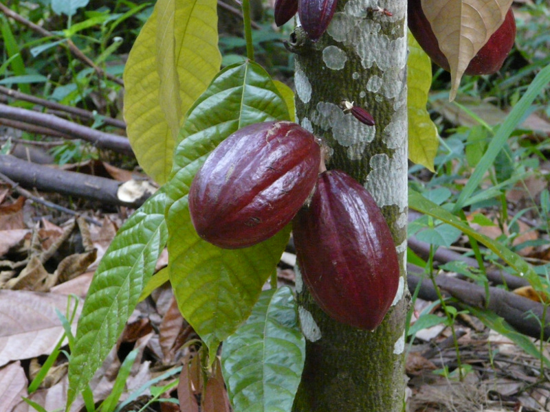 image Indonesie_016.jpg