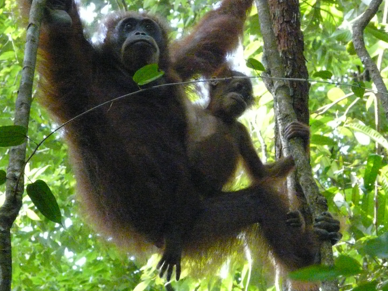 image Indonesie_027.jpg