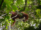 image Indonesie_020.jpg