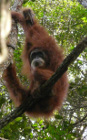 image Indonesie_021.jpg