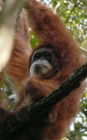 image Indonesie_022.jpg