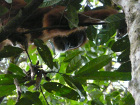 image Indonesie_023.jpg