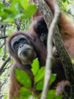image Indonesie_024.jpg