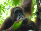 image Indonesie_025.jpg