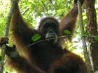 image Indonesie_026.jpg