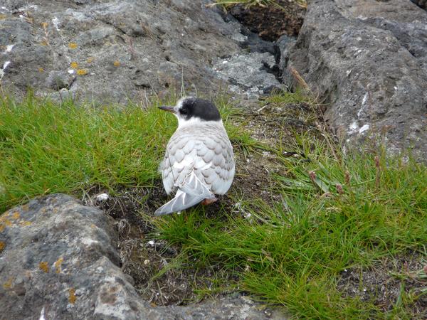 image Islande_046.jpg