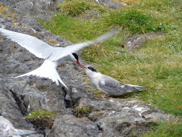 image Islande_048.jpg
