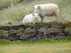 image Islande_042.jpg