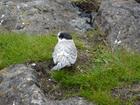 image Islande_046.jpg