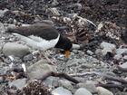 image Islande_050.jpg