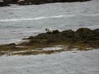 image Islande_053.jpg