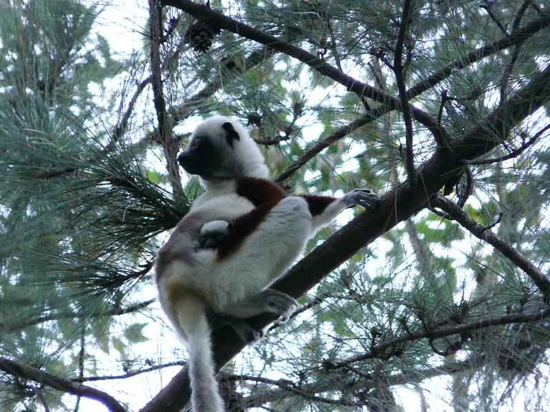 image Madagascar_015.jpg