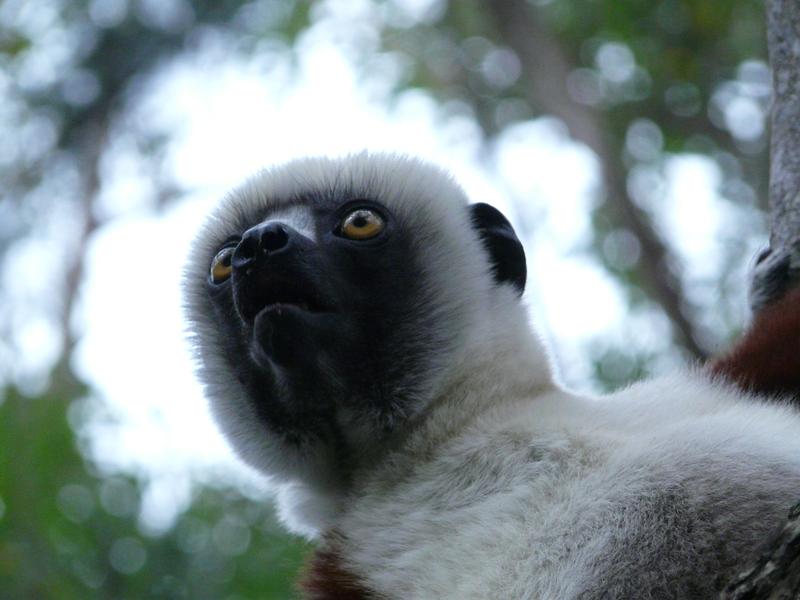 image Madagascar_016.jpg