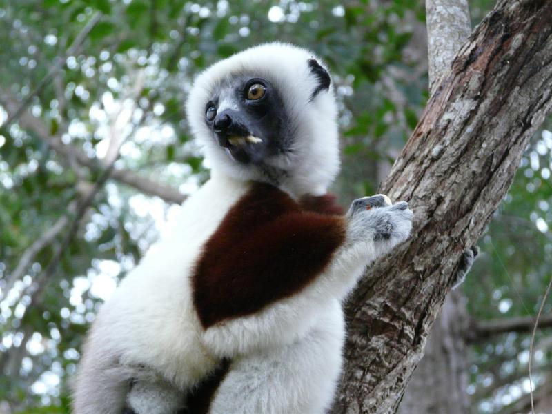 image Madagascar_019.jpg