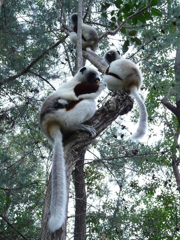 image Madagascar_021.jpg