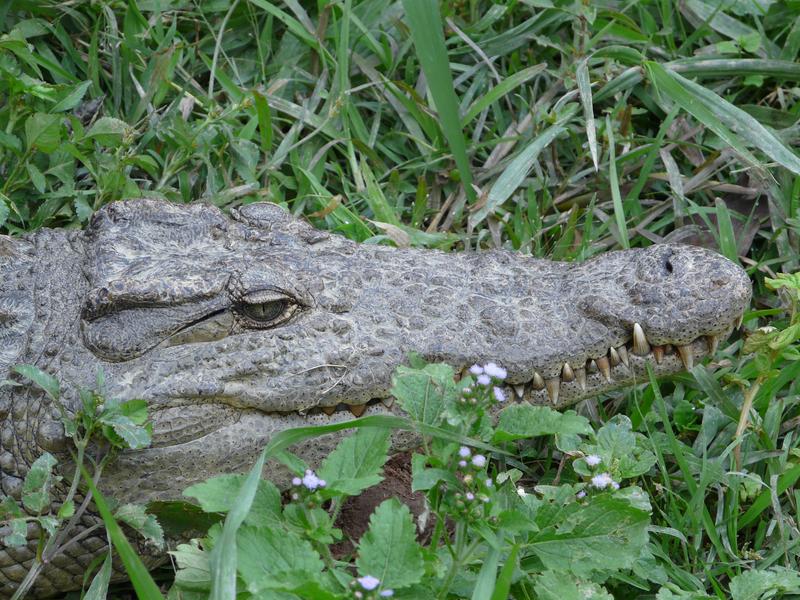 image Madagascar_024.jpg