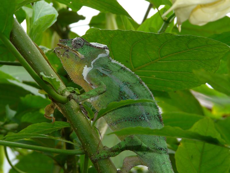 image Madagascar_028.jpg