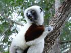 image Madagascar_019.jpg