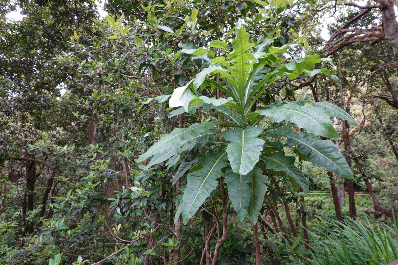 image MADERE_005.jpg