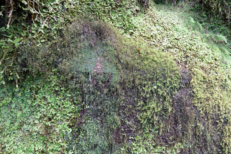 image MADERE_013.jpg