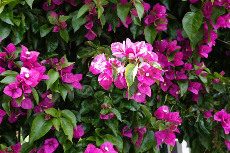 image MADERE_038.jpg