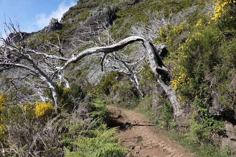 image MADERE_058.jpg