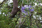 image MADERE_004.jpg